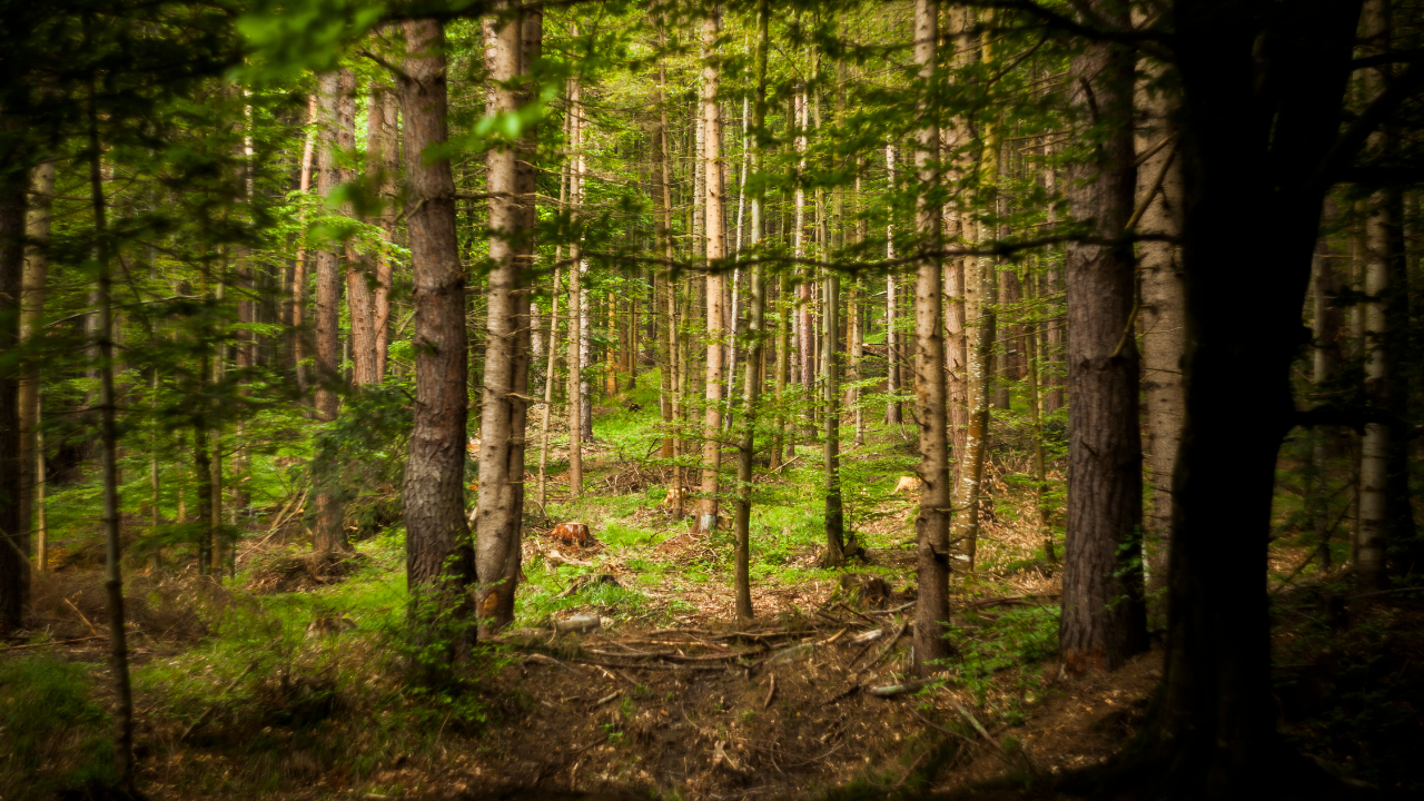 Ohoi metsuri ja istuttaja! Sinua etsitään!